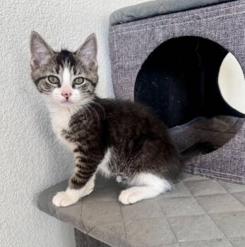 Buzz -  Domestic Short Hair Cat for Adoption in Lafayette, Colorado - Buzz | PetCurious