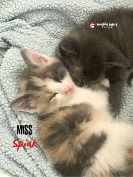 Pink Palace Kittens:  Miss Spink -  Domestic Short Hair Cat for Adoption in Council Bluffs, Iowa - Pink Palace Kittens:  Miss Spink | PetCurious