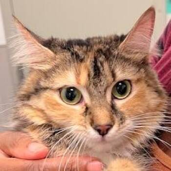 Domestic Long Hair Cats Available for Adoption in Pittsburgh, Pennsylvania - Angel | PetCurious