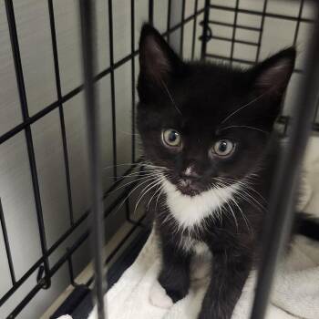 Braeburn -  Domestic Short Hair Cat for Adoption - Braeburn | PetCurious