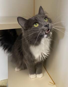Domestic Long Hair Cats Available for Adoption - Ludvic | PetCurious
