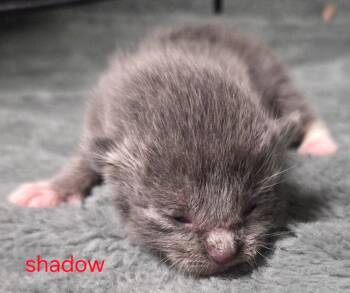 Shadow -  Domestic Short Hair Cat for Adoption in Olean, New York - Shadow | PetCurious
