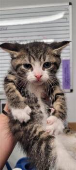 Dobby -  Domestic Medium Hair and Domestic Short Hair Cat for Adoption in West Chester, Pennsylvania - Dobby | PetCurious