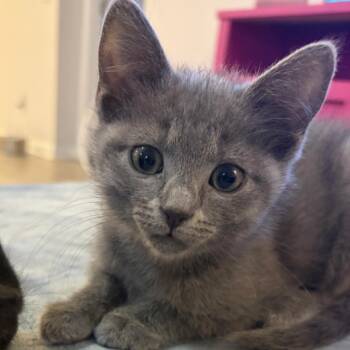 Daikin -  Domestic Short Hair Cat for Adoption in Murfreesboro, Tennessee - Daikin | PetCurious