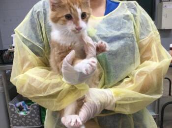 Domestic Short Hair Cats Available for Adoption - A1875097 | PetCurious