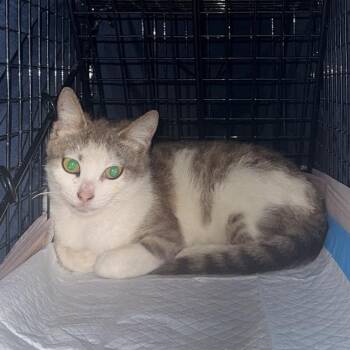 Domestic Short Hair Cats Available for Adoption in New York, New York - JT | PetCurious