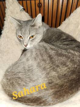 Domestic Short Hair Cats Available for Adoption in Monrovia, California - Sahara | PetCurious
