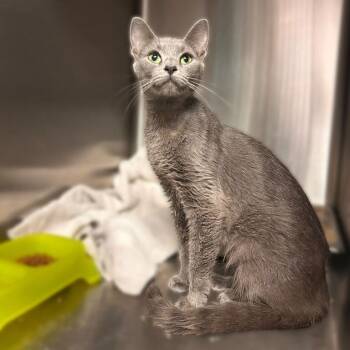 Citrus Pathologist -  Domestic Short Hair Cat for Adoption in Davenport, Iowa - Citrus Pathologist | PetCurious