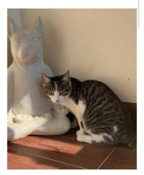 Rescue Domestic Short Hair Cats for Adoption in Ashland, Kentucky - Martini | PetCurious