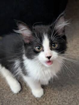 Zig -  Domestic Short Hair Cat for Adoption in Minneapolis, Minnesota - Zig | PetCurious