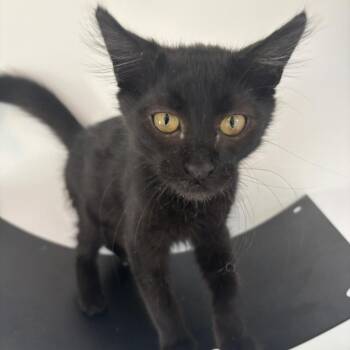 McFlurry -  Domestic Medium Hair Cat for Adoption in Renton, Washington - McFlurry | PetCurious