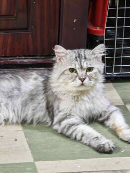 Rescue British Shorthair and Burmilla Cats for Adoption in Brampton, Ontario - Shadow N. | PetCurious