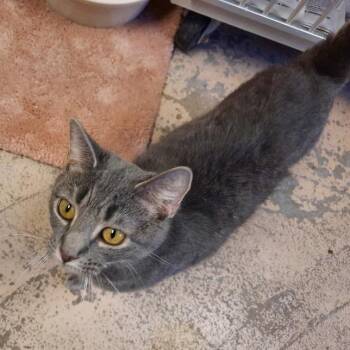 Delilah -  Domestic Short Hair Cat for Adoption in Pottsville, Pennsylvania - Delilah | PetCurious