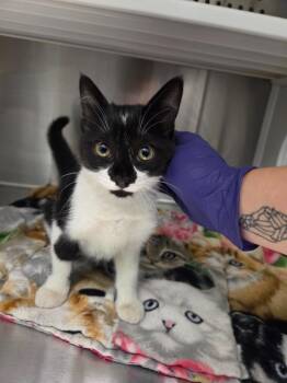 Sudoku -  Domestic Long Hair Cat for Adoption in Athens, Tennessee - Sudoku | PetCurious