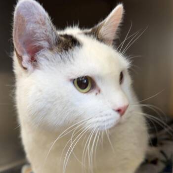 McDouble xtra pickles -  Domestic Short Hair Cat for Adoption in Henderson, Kentucky - McDouble Xtra Pickles | PetCurious