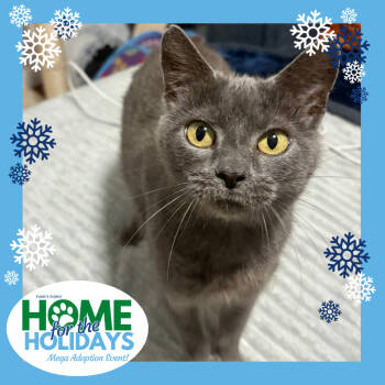 Rescue Domestic Short Hair Cats for Adoption - Cocoa | PetCurious