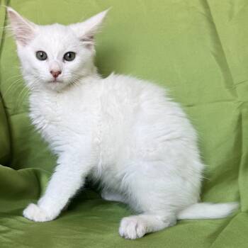 SALT -  Domestic Medium Hair Cat for Adoption in Rowland Heights, California - SALT | PetCurious