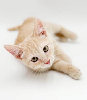 Etienne is EPIC - tiny doll of a baby boy -  Tabby Cat for Adoption in Bedford Hills, New York - Etienne Is EPIC - Tiny Doll Of A Baby Boy | PetCurious