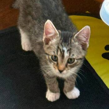 Phoebe -  Domestic Short Hair Cat for Adoption in Greensboro, North Carolina - Phoebe | PetCurious