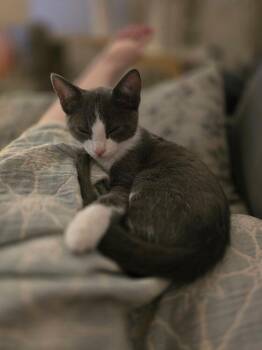 Bibi/Sofia -  Domestic Short Hair Cat for Adoption in Papillion, Nebraska - Bibi/Sofia | PetCurious
