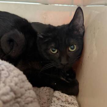 Charmer -  Domestic Short Hair Cat for Adoption in Dekalb, Illinois - Charmer | PetCurious