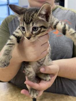 RYDER -  Domestic Short Hair Cat for Adoption in Killeen, Texas - RYDER | PetCurious