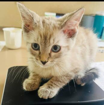 Jody -  Siamese Cat for Adoption in Phoenix, Arizona - Jody | PetCurious