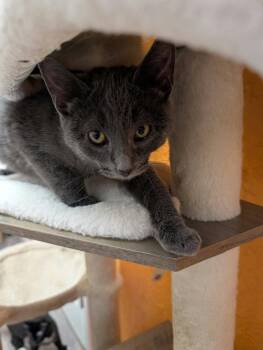 Laverne -  Domestic Short Hair Cat for Adoption in St. George, Utah - Laverne | PetCurious