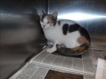 Dilute Calico Cats Available for Adoption - Astrid | PetCurious