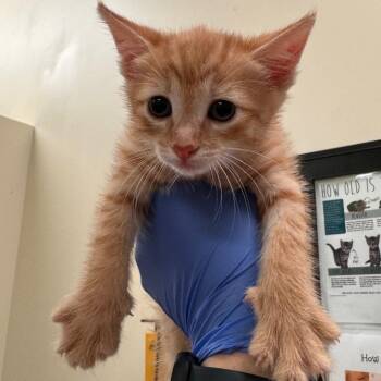 Duct Tape -  Domestic Short Hair Cat for Adoption in Lynchburg, Virginia - Duct Tape | PetCurious