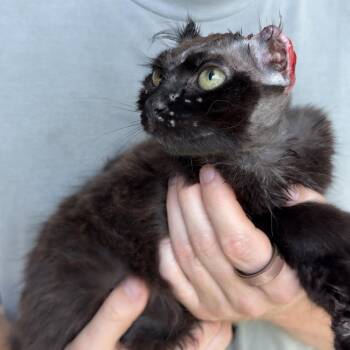 Gargurl - Graphic Content Warning -  Domestic Long Hair Cat for Adoption in Charlotte, North Carolina - Gargurl - Graphic Content Warning | PetCurious