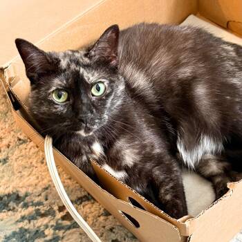 Corvette -  Domestic Short Hair Cat Available for Adoption - Corvette | PetCurious