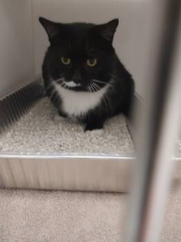 Rescue Domestic Short Hair Cats for Adoption in Oxford, North Carolina - Soot | PetCurious