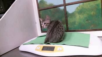 FREDDY -  Domestic Short Hair Cat for Adoption in Houston, Texas - FREDDY | PetCurious