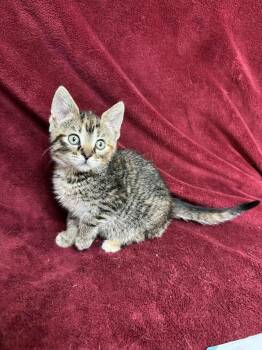 Rescue Domestic Short Hair Cats for Adoption in Waterloo, Iowa - Sweet Potato | PetCurious