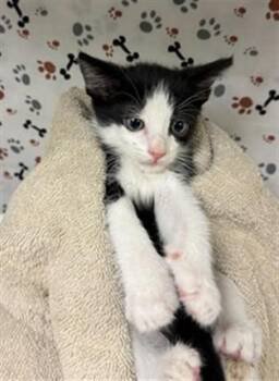 A1934685 -  Domestic Short Hair Cat for Adoption in Riverside, California - A1934685 | PetCurious