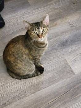 Autumn -  Tabby and Calico Cat for Adoption in Mission Viejo, California - Autumn | PetCurious