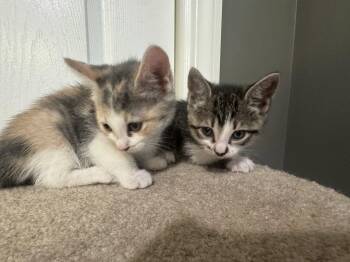 Tabby and Domestic Short Hair Cats Available for Adoption in Ringwood, New Jersey - Tinkerbell | PetCurious