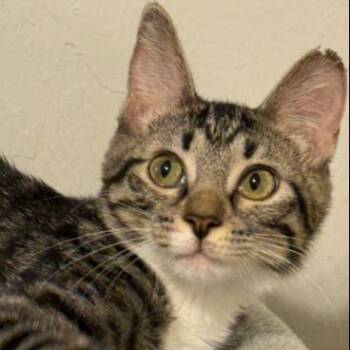 Rescue Domestic Short Hair Cats for Adoption in Tulsa, Oklahoma - Amaryllis | PetCurious