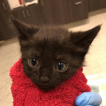 Hemalite -  Domestic Short Hair Cat for Adoption in Oak Park, Illinois - Hemalite | PetCurious