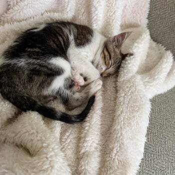 Ella -  Domestic Short Hair Cat for Adoption in Cumming, Georgia - Ella | PetCurious