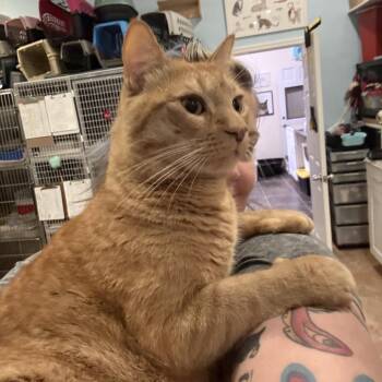 Elio -  Domestic Short Hair Cat for Adoption - Elio | PetCurious