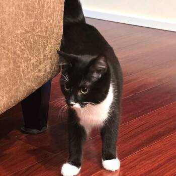 Domestic Short Hair Cats Available for Adoption - Glissade | PetCurious