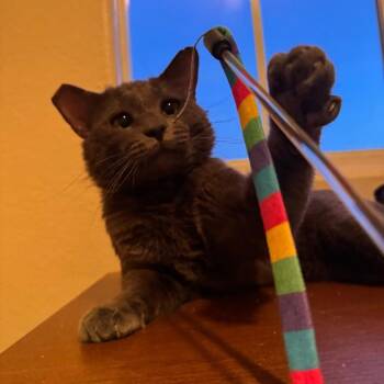 Domestic Short Hair Cats Available for Adoption in Las Vegas, Nevada - Sir Pigeon | PetCurious