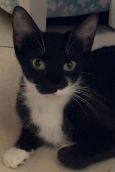 Ava -  Domestic Short Hair Cat for Adoption in South Pasadena, California - Ava | PetCurious