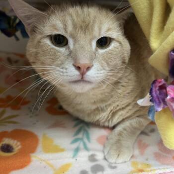Domestic Short Hair Cats Available for Adoption - Squidward | PetCurious