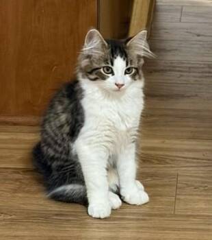 Simba -  Domestic Medium Hair Cat for Adoption in New Albany, Ohio - Simba | PetCurious