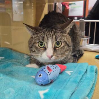 Domestic Short Hair Cats Available for Adoption in Buffalo, New York - Marvin | PetCurious