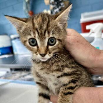 Rescue Domestic Short Hair Cats for Adoption in Woodstock, Virginia - Buttons May | PetCurious