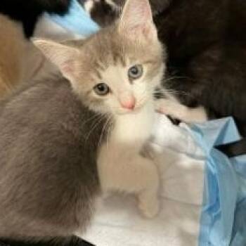 Hans -  Domestic Short Hair Cat Available for Adoption in Pompano Beach, Florida - Hans | PetCurious